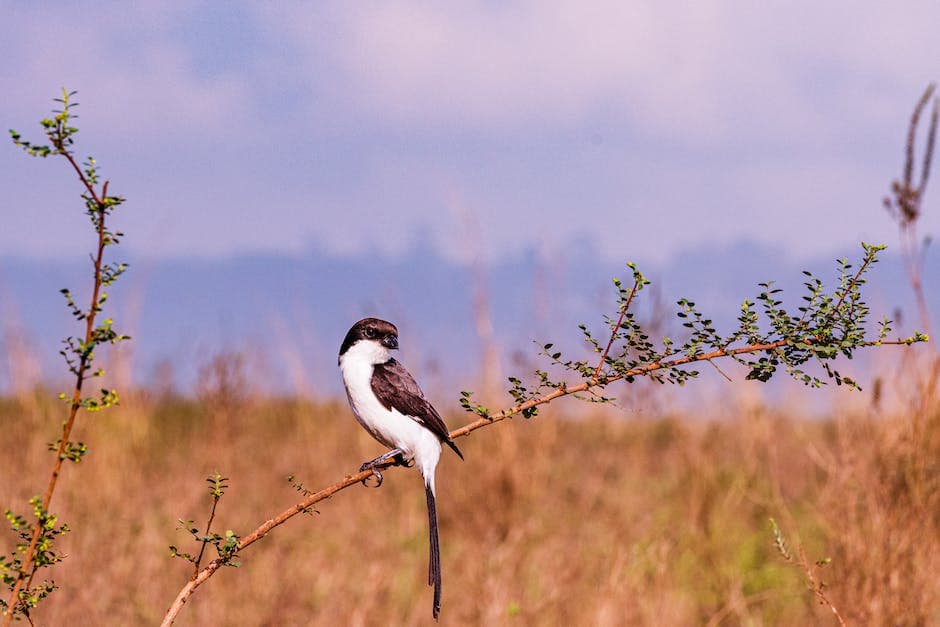 Strategie vincenti per far crescere la tua azienda con agevolazioni fiscali