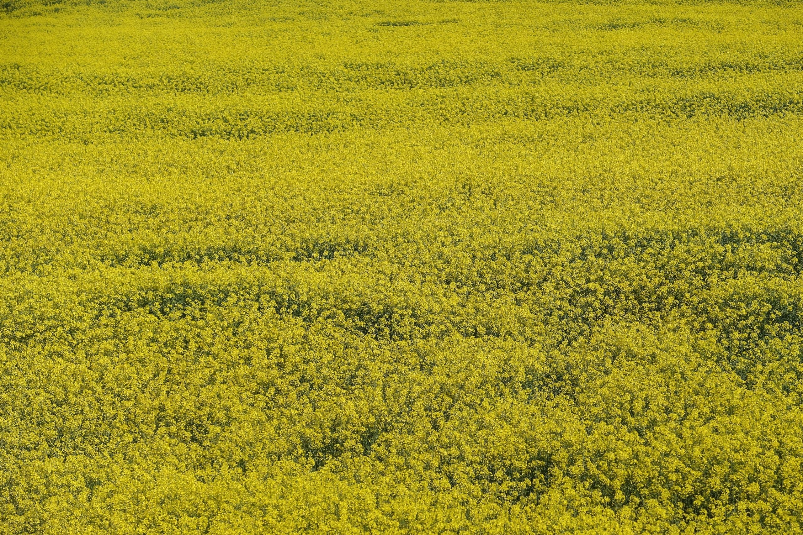 Sostegno tecnologico e finanziario per artigiani in Marche